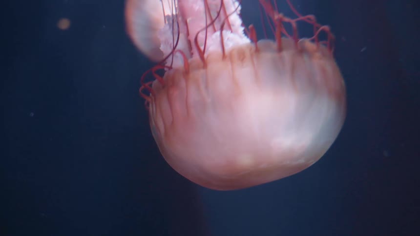 A single jellyfish with a translucent orange brown bell and trailing tentacles floats in dark blue water