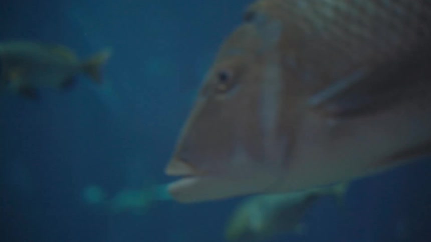 A fish with iridescent scales a prominent eye and a slightly open mouth positioned against a blurred blue background