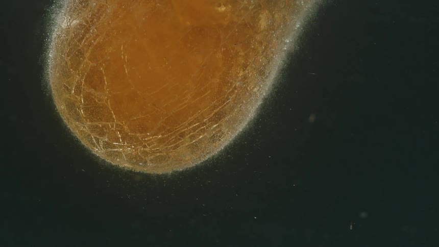 The molded glass is cooling underwater