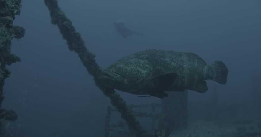 Large fish floating around some wreckage with a diver seen in the distance