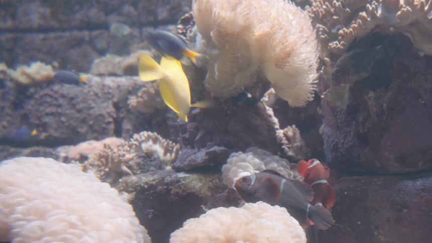 A vibrant yellow tang fish swims into the frame from the left its dorsal and tail fins extended while a smaller blueish fish follows behind it with coral and other reef elements visible in the background