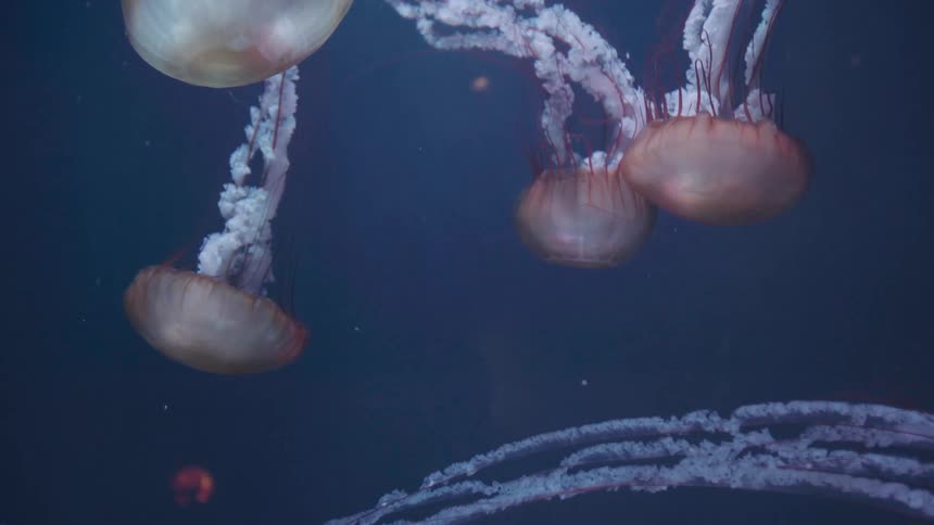 Several jellyfish with long white tendrils float in dark blue water
