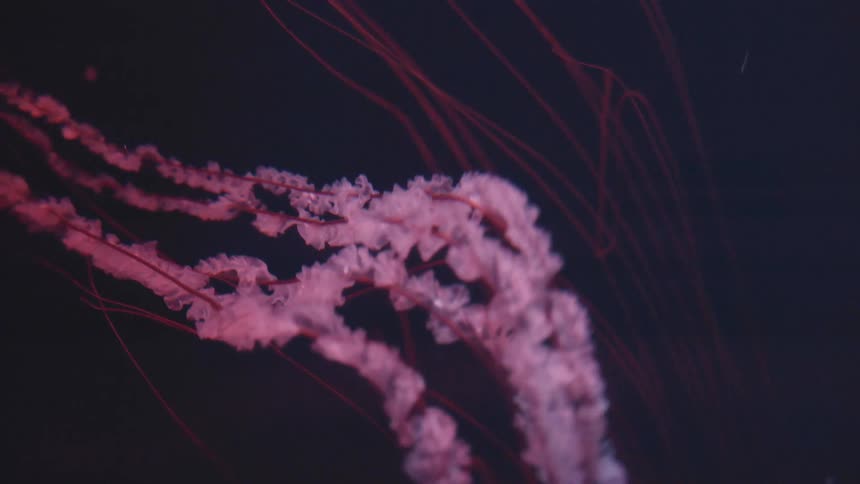 A clip of a jelly fish