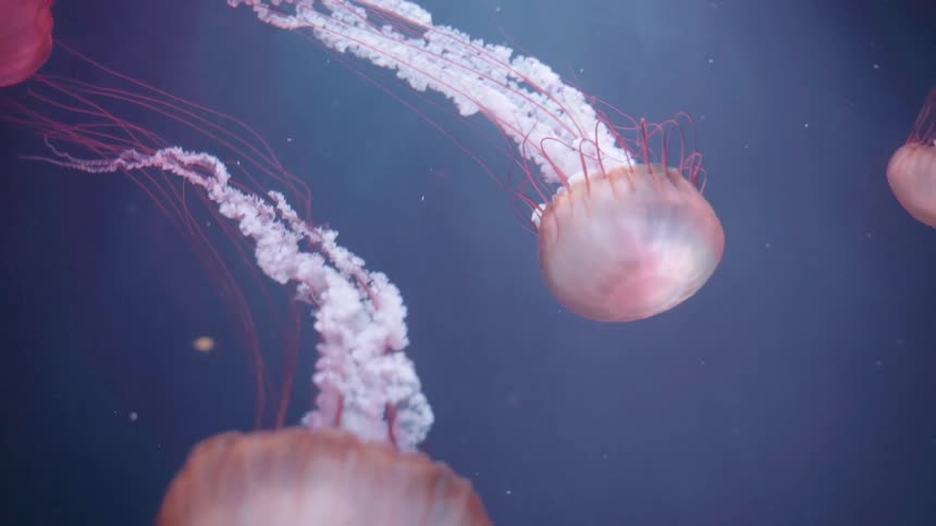 A footage of jellyfish underwater