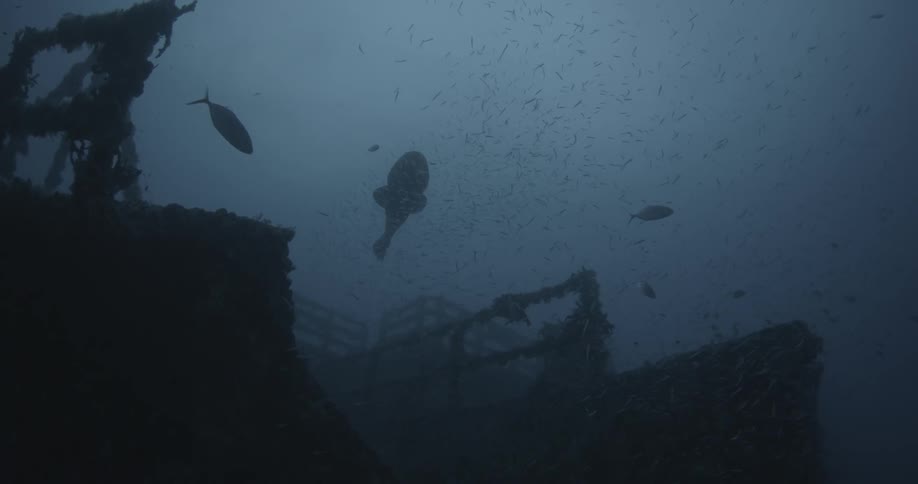 Fish swim near ship wreckage in the ocean
