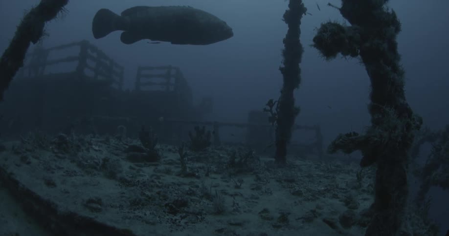 Fish swim near ship wreckage in the ocean