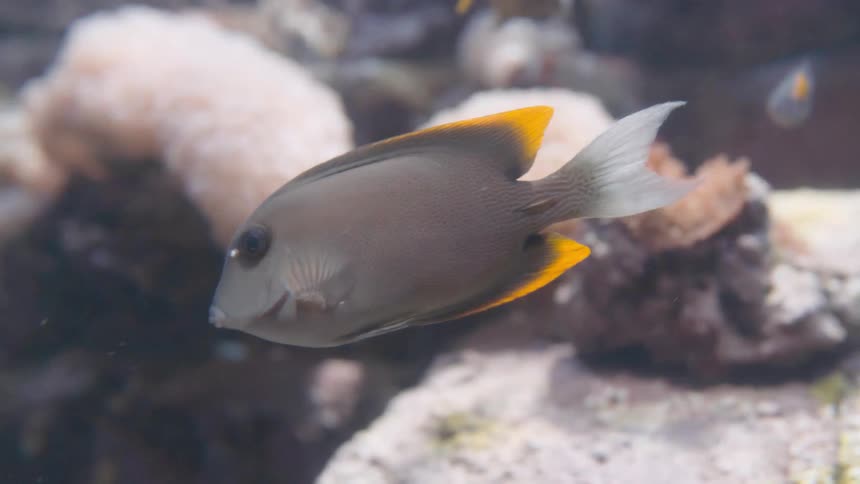 A dark gray fish with a vibrant yellow tail swims into focus from the left its eye visible