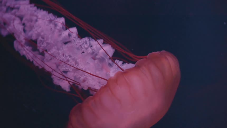 Close up of a jellyfish moving in the ocean