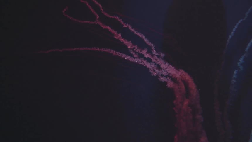 A jellyfish with a long flowing pinkish red tentacle floats in dark water