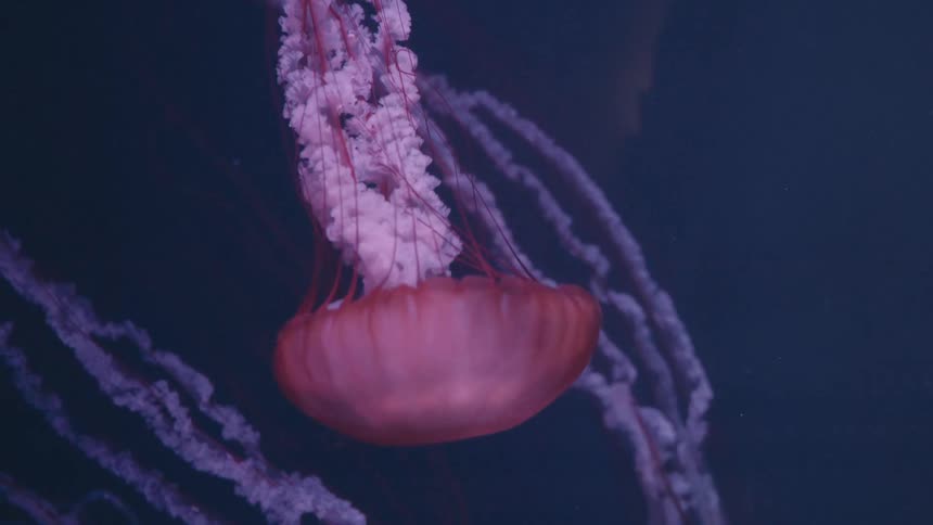 A large reddish brown jellyfish with long flowing tentacles floating against a dark blue background