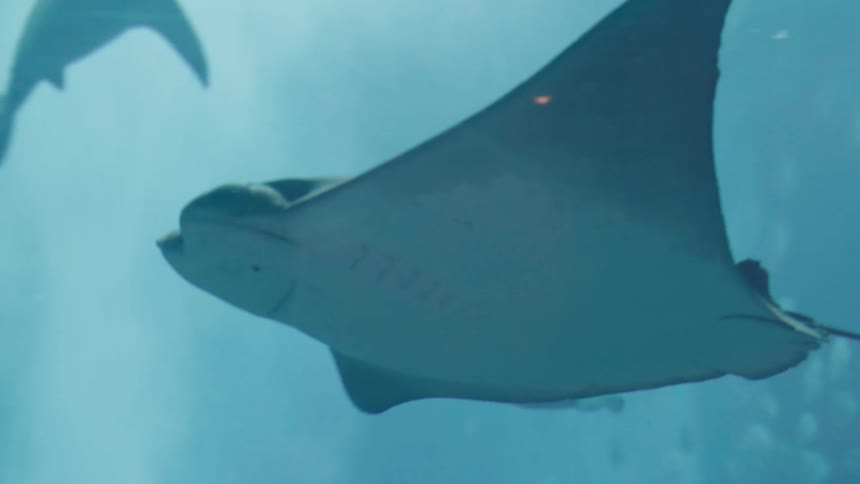 A stingray glides gracefully through clear blue water its pale underside visible