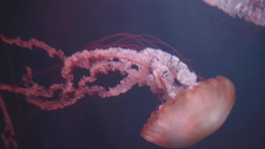 Translucent jellyfish with long reddish tendrils drift in a dark blue environment