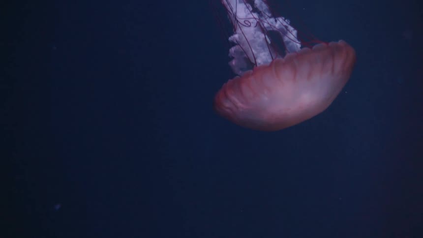 A large jellyfish with a translucent bell shaped body and trailing tentacles floats in dark deep blue water illuminated from above