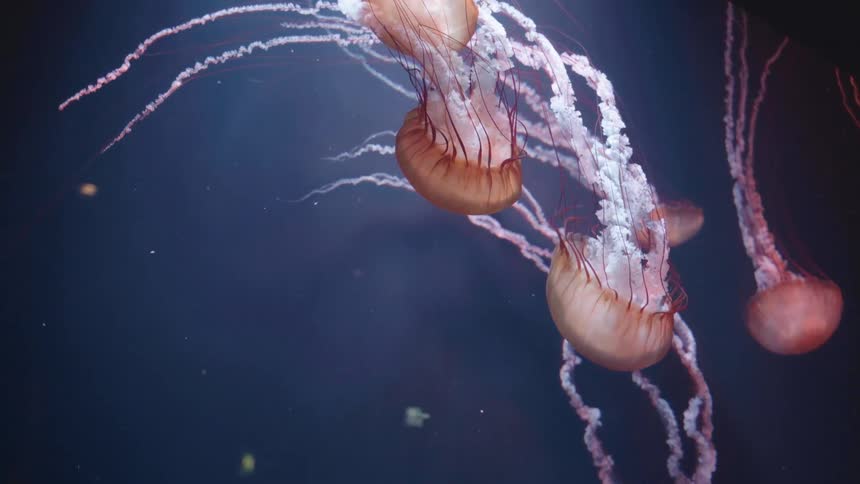 Several jellyfish with translucent bodies and long flowing tentacles float gracefully in a dark blue aquatic environment