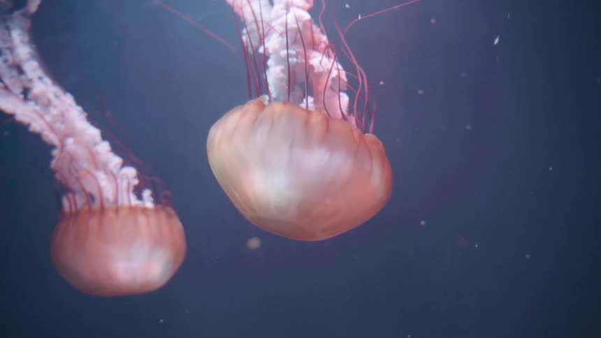 Two jellyfish with translucent bell shaped bodies and delicate thread like tentacles float in deep blue water illuminated from above