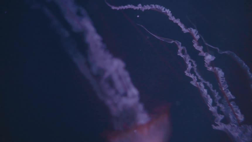 Some jellyfish swimming gently under deep water