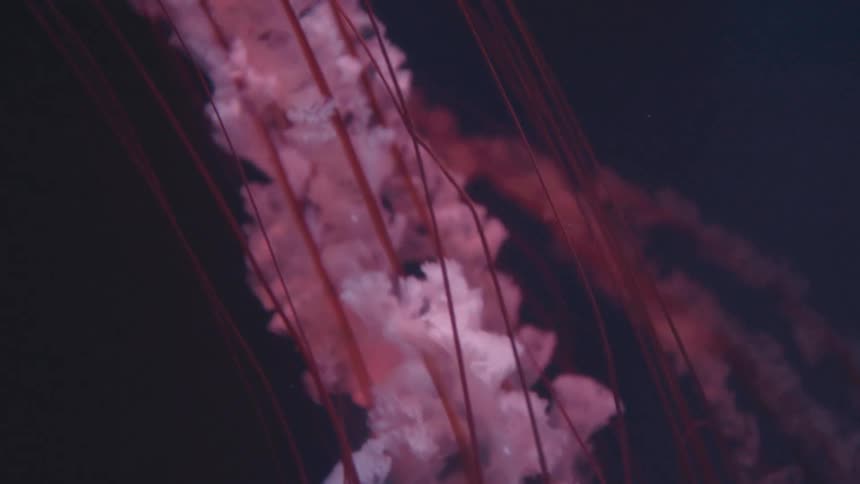 The jellyfish swims down into the water