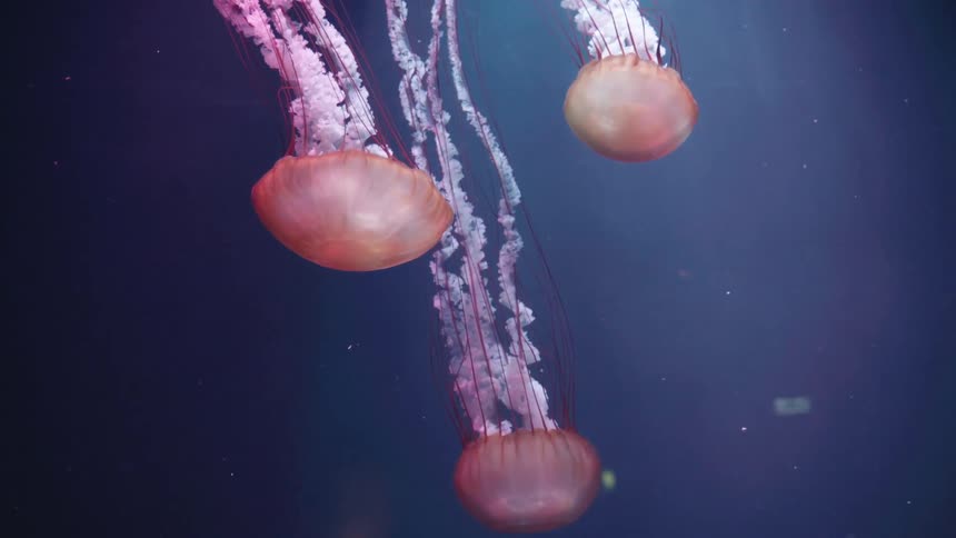 Several jellyfish with translucent bodies and long flowing tentacles float gracefully in a dark blue aquatic environment