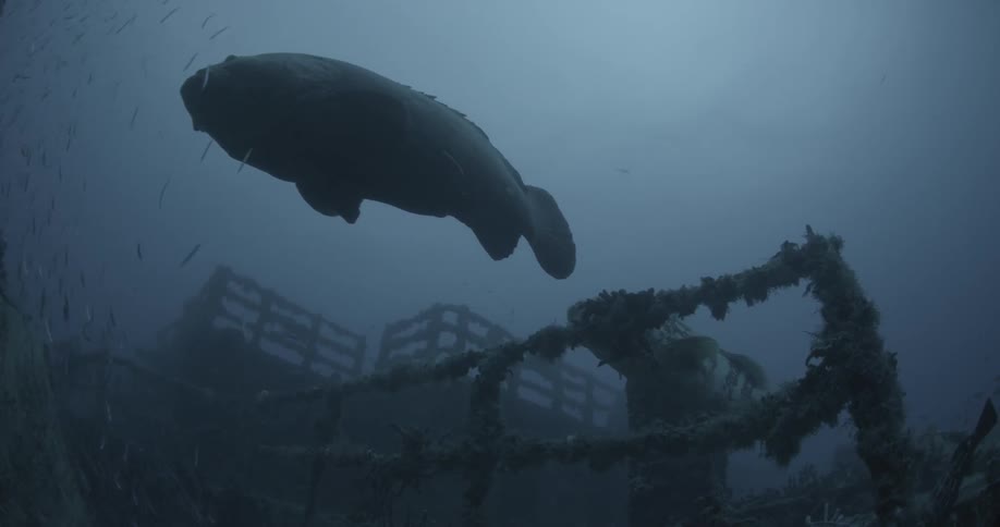 Large fish swim through a school of smaller fish near a sunken ship