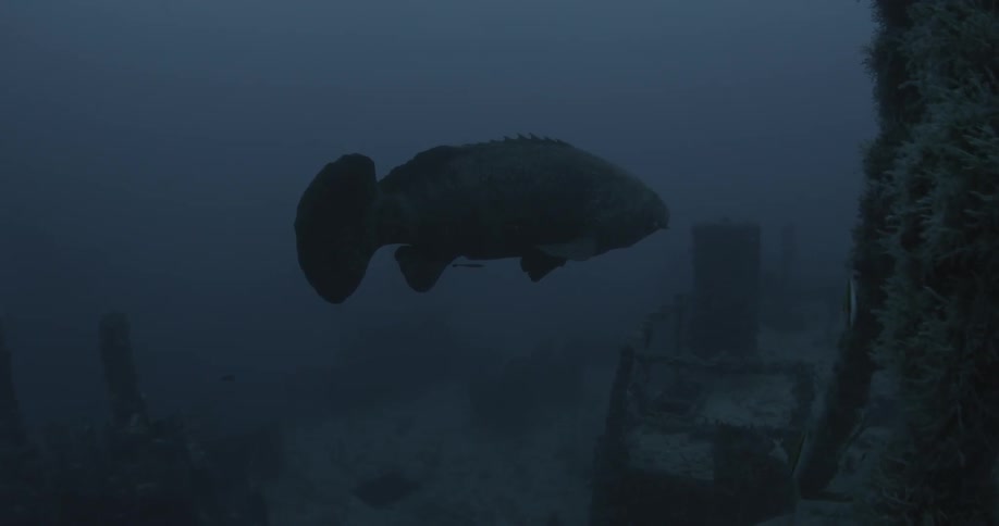 A fish swims near a ship wreckage in the ocean