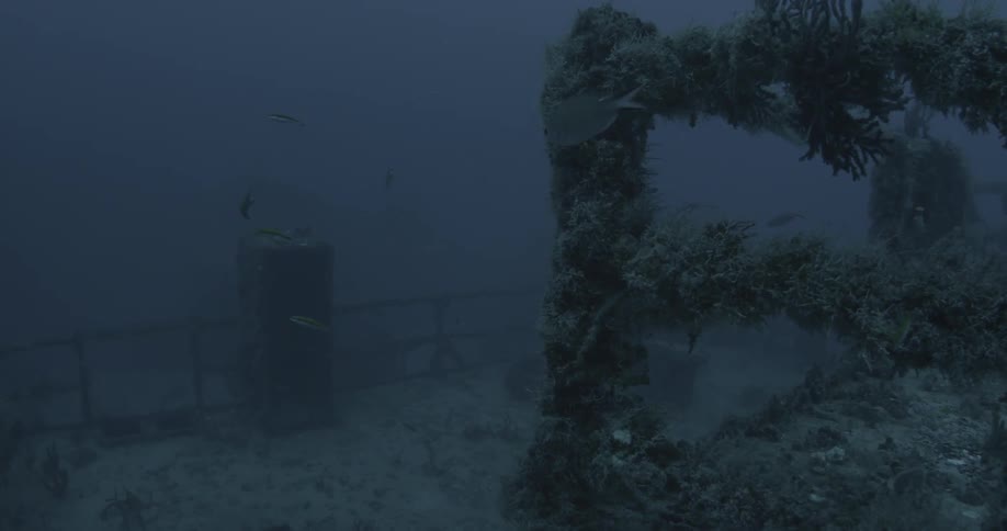 School of fish swims near a sunken boat