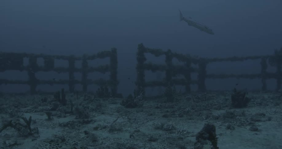 A fish swims near ship wreckage in the ocean