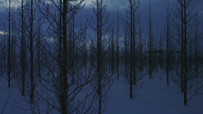 Barren trees in a snowy forest