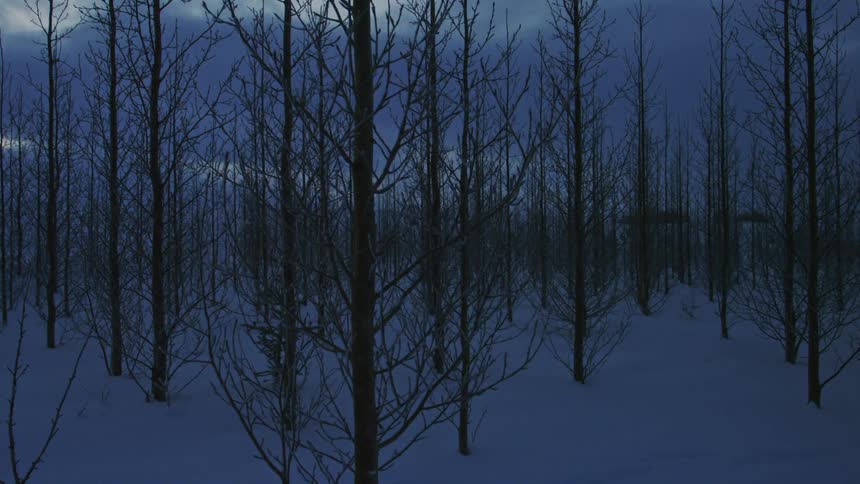 The forest is covered in snow