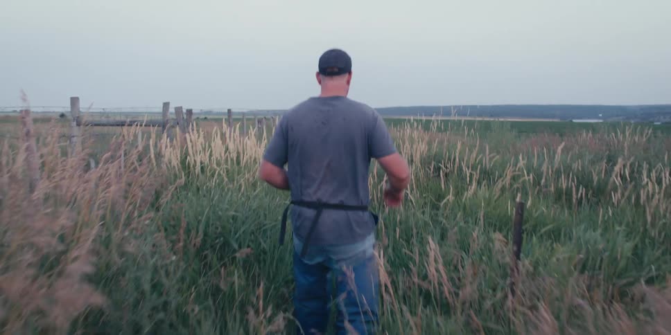 A man is walking through the tall reeds on the farm