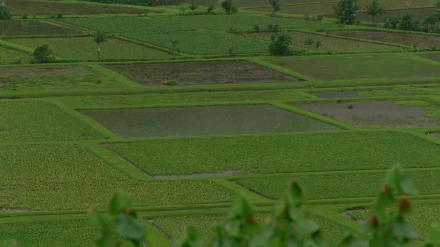 Landscape of a rural area with dividers and planting in water