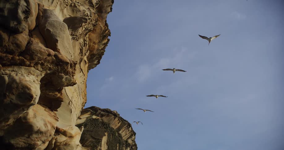 Birds fly by the long cliff