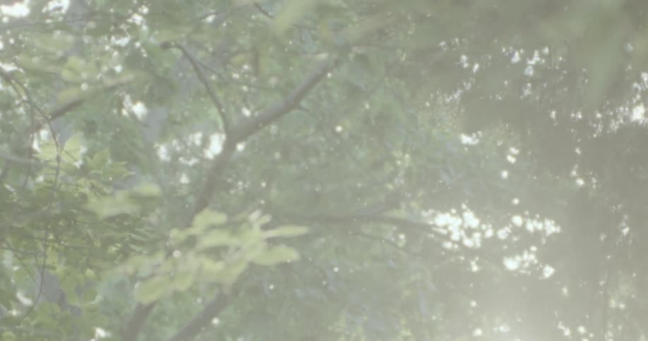Snow falling among the trees