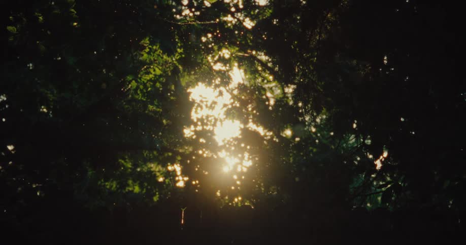 Upward view of trees with sunlight reflecting and falling snow