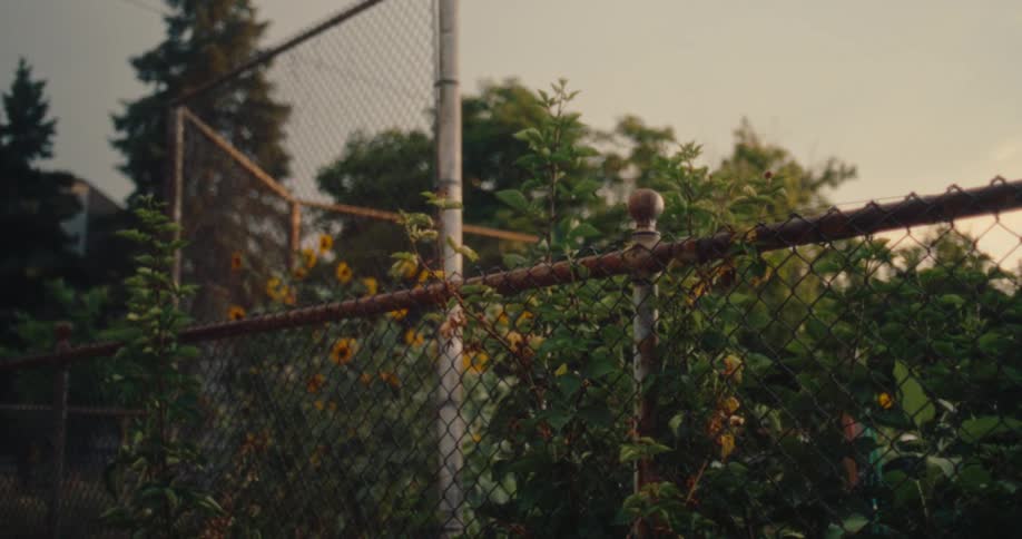 Metal fence with plants and flowers