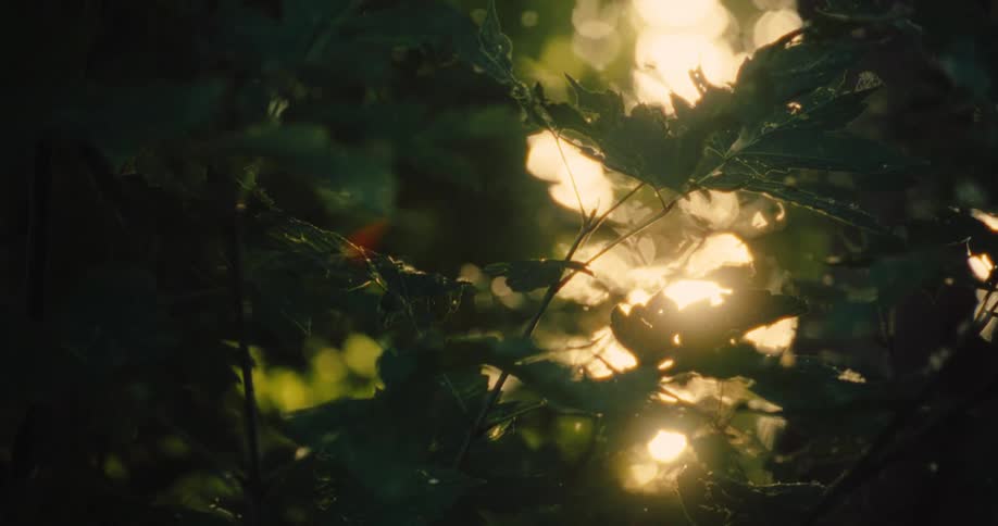 A close up footage of leaves in the forest