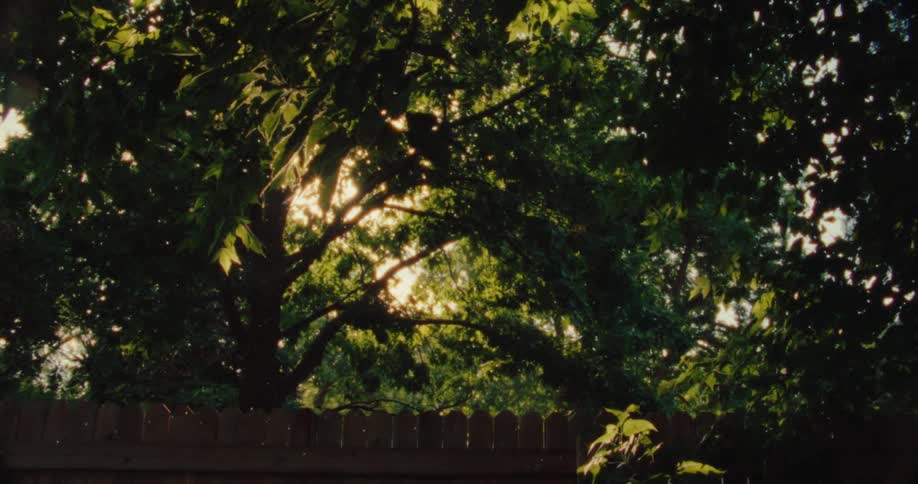 View of a wooden fence with a tree bought the sun and falling snow