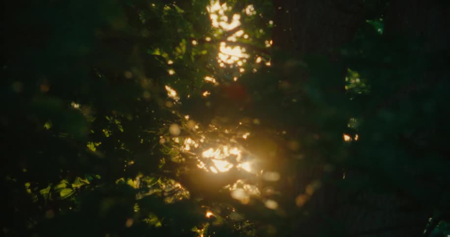 The sun shines through the branches to show the falling pollen