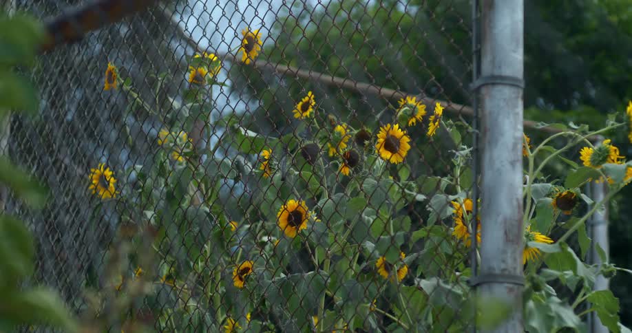 Sunflower flowers next to a metal fence