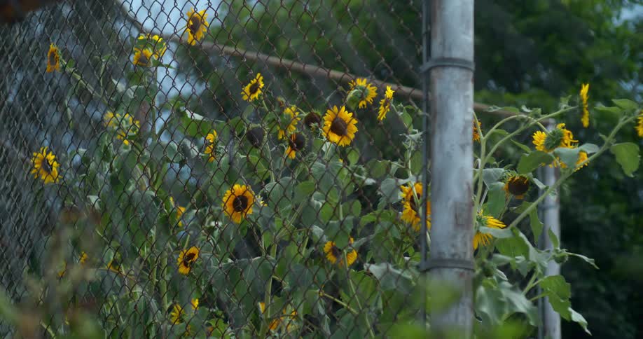 A few sunflowers with bright yellow petals and dark centers grow near a chainlink fence