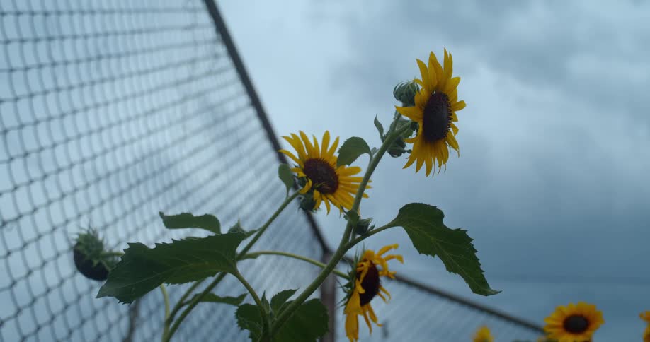 A few sunflowers with bright yellow petals and dark centers grow near a chainlink fence under an overcast sky