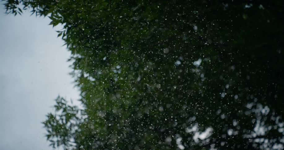 White particles floating in front of a dense canopy of green leaves