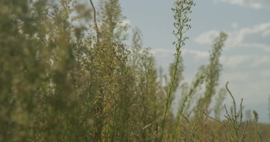 Wind blows the tall grass