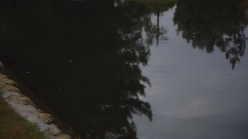 View of a reflection in water with trees