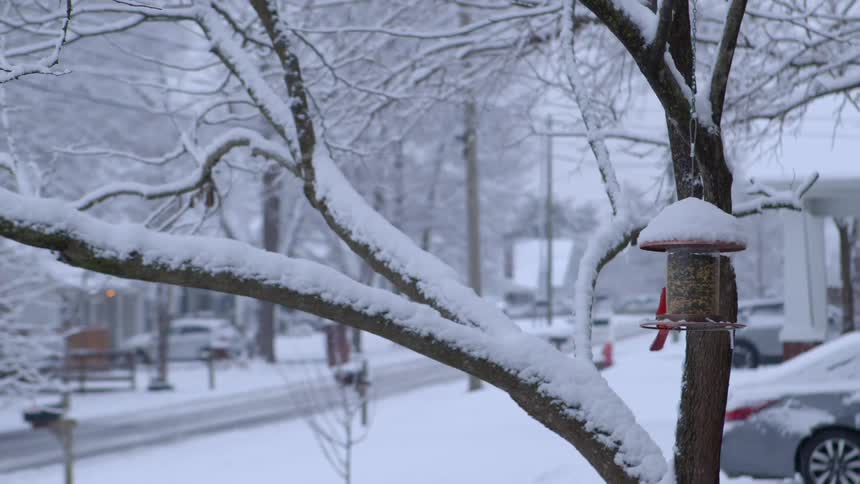 A red hummingbird is on top of a bird food object hanging from a small tree that is covered in snow