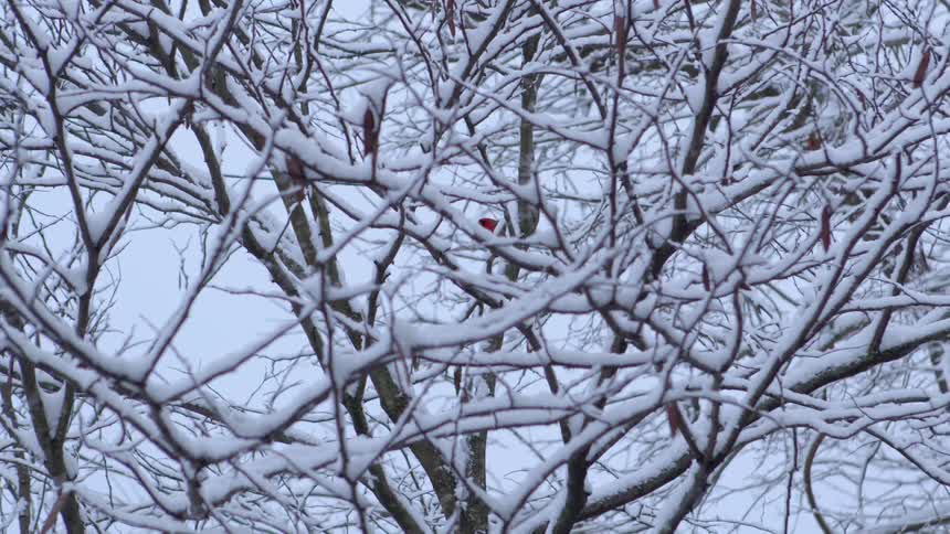 A red bird jumps in snow laden branches of a leafless tree reach upward against a pale sky