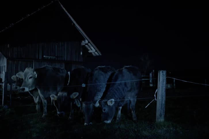 Cows trapped in a fence eating grass at night