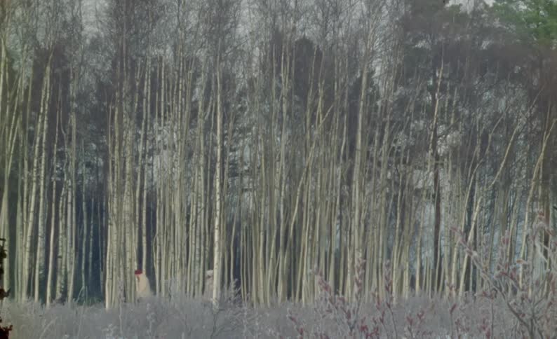 Two people walking through a snowy forest
