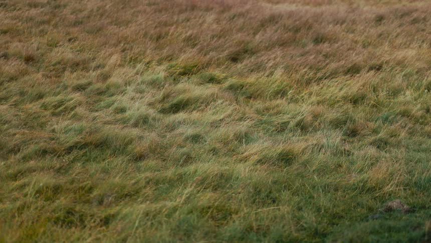 Low grass seen during the day