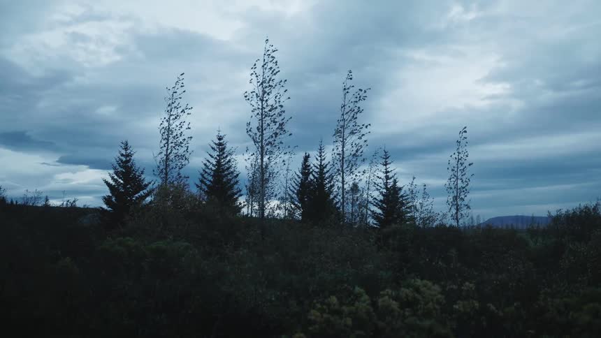 Trees sway in the wind under an overcast sky their branches moving in the breeze