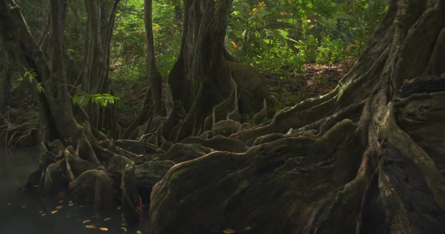 Tall trees line this forest